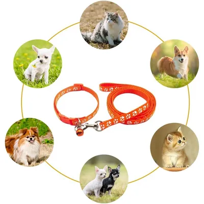 KPYTE Colliers et laisses pour chiens
