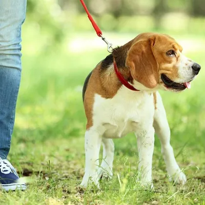LovuPet Laisses pour Chien 3 en 1 Laisse,Multi-Animaux SéParateur De Laisse