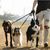 LovuPet Laisses pour Chien 3 en 1 Laisse,Multi-Animaux SéParateur De Laisse
