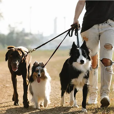 LovuPet Laisses pour Chien 3 en 1 Laisse,Multi-Animaux SéParateur De Laisse