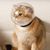 ZENITHMIND Muselière respirante anti-morsure pour chat