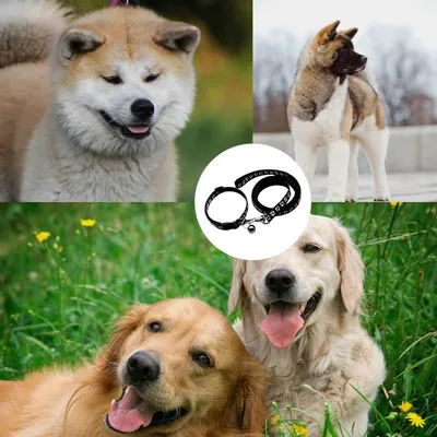 KPYTE Colliers et laisses pour chiens