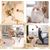LovuPet 6Pcs Jouet Balles Rebon-dissantes en Plumes pour Chat