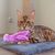 LovuPet 3 Pcs Jouets en Peluche pour Chat,Jouet Teaser en Forme de Poulpe