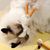 LovuPet Lot de 4 jouets à mâcher pour chat - Avec corde à mâcher