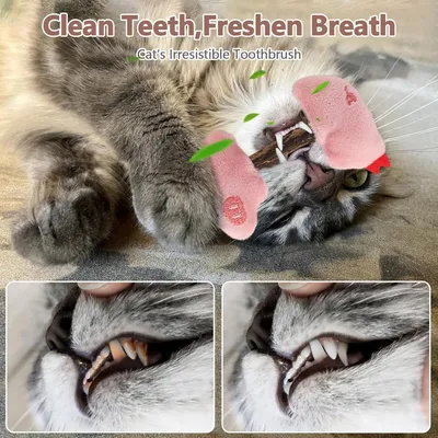 LovuPet Herbe à Chat, Bâtonnets à Mâcher Matatabi, Bâtonnets Herbe à Chat