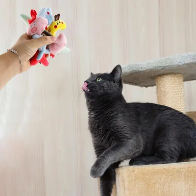 LovuPet Herbe à Chat, Bâtonnets à Mâcher Matatabi, Bâtonnets Herbe à Chat