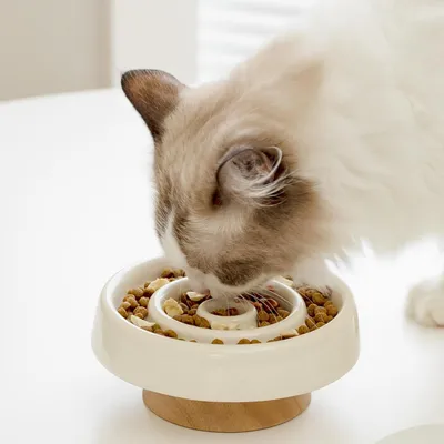 KPYTE Slow-Food-Katzennapf