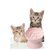 KPYTE Gamelle anti-étouffement pour chat Slow Food