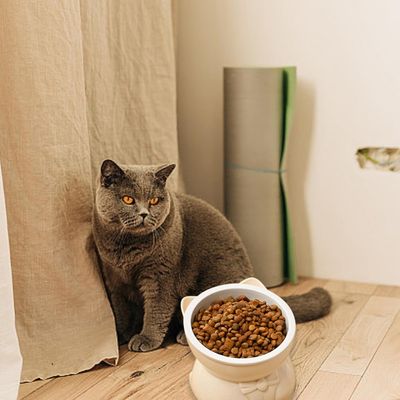 KPYTE Gamelle inclinée pour chat à pieds hauts