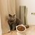 KPYTE Gamelle inclinée pour chat à pieds hauts