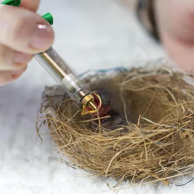 ZENITHMIND Seringue pour aliments pour jeunes oiseaux