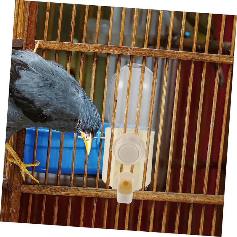 ZENITHMIND Abreuvoir pour Oiseaux