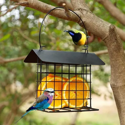 ZENITHMIND Abreuvoir pour Oiseaux