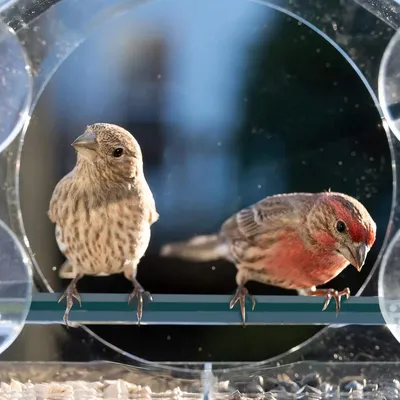 ZENITHMIND Mangeoire À Oiseaux De Fenêtre