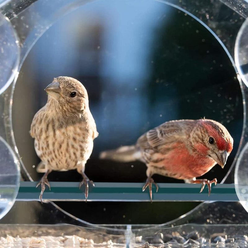 ZENITHMIND Mangeoire À Oiseaux De Fenêtre