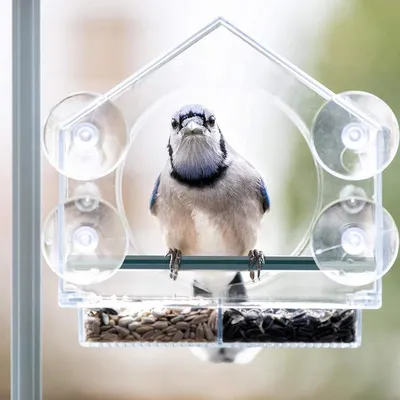 ZENITHMIND Mangeoire À Oiseaux De Fenêtre