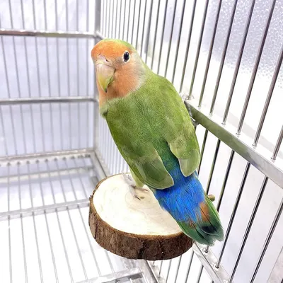 ZENITHMIND Jouets pour Oiseaux 9 Pièces avec Jouets
