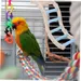 ZENITHMIND Jouets pour perroquets
