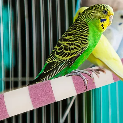 ZENITHMIND Jouet Perchoir pour Perroquet