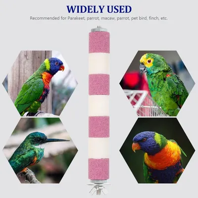 ZENITHMIND Jouet Perchoir pour Perroquet