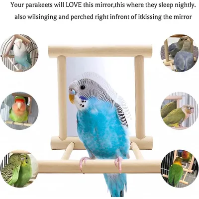 ZENITHMIND Oiseau Morsure Jouet Miroir