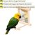ZENITHMIND Oiseau Morsure Jouet Miroir