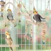 ZENITHMIND Jouets pour Oiseaux 9 Pièces avec Jouets