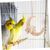 ZENITHMIND Jouets Cage pour Animaux De Compagnie
