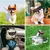 UAMLY Schutzbrille für kleine Hunde UAMLY Schutzbrille für kleine Hunde
