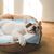 Chiots Tapis hygiénique de propreté