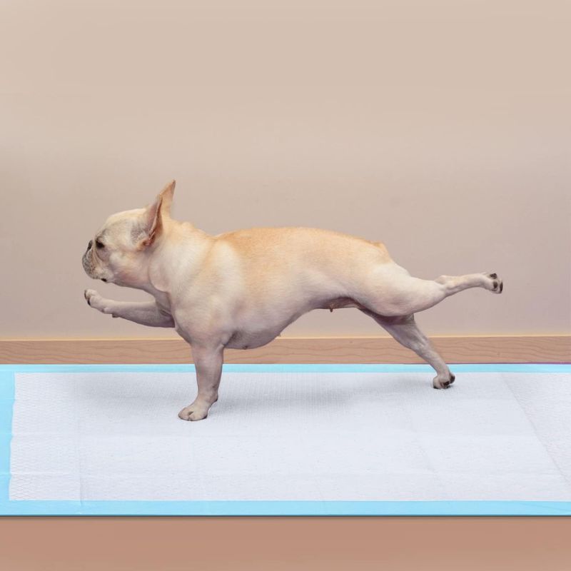 Chiots Tapis hygiénique de propreté