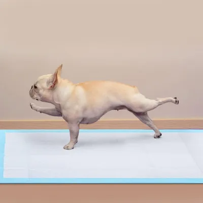 Chiots Tapis hygiénique de propreté