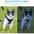 UAMLY Laisse pour chat avec bandes réfléchissantes