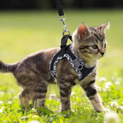 UAMLY Laisse pour chat avec bandes réfléchissantes