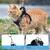 UAMLY Laisse pour chat avec bandes réfléchissantes