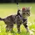 UAMLY Laisse pour chat avec bandes réfléchissantes