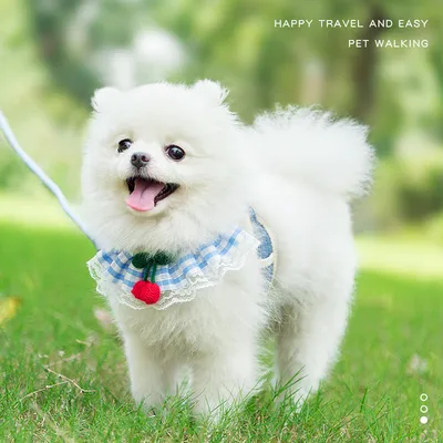 UAMLY Harnais respirant pour chat avec laisse