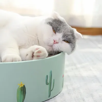 FurryFusion Griffoir rond pour chat