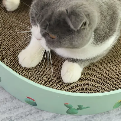 FurryFusion Griffoir rond pour chat