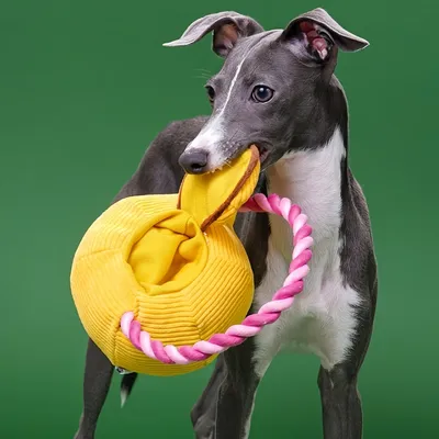 FurryFusion Jouet en peluche théière pour chat et chien