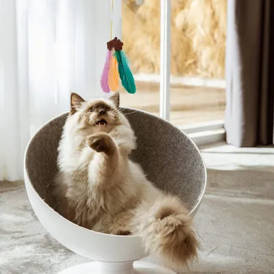 Jouet interactif en plumes pour chats