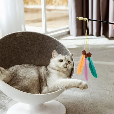 Jouet interactif en plumes pour chats