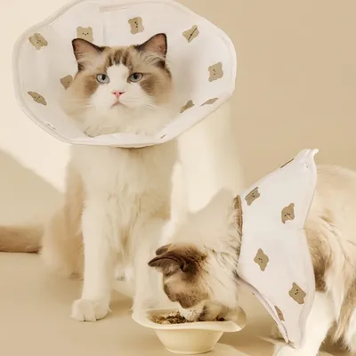 FurryFusion Collier anti-léchage pour chat