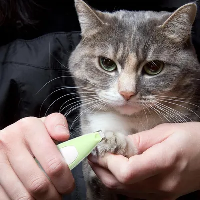 FurryFusion Tondeuse pour pattes d'animaux avec lumière LED