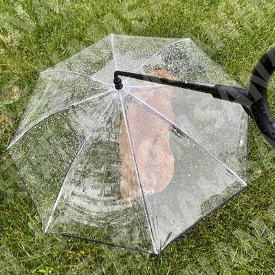 UAMLY Laisse parapluie transparente pour chien