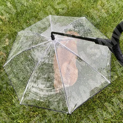 UAMLY Laisse parapluie transparente pour chien