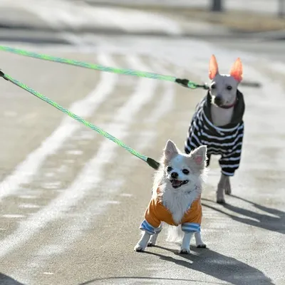 KPYTE Laisse double pour chien