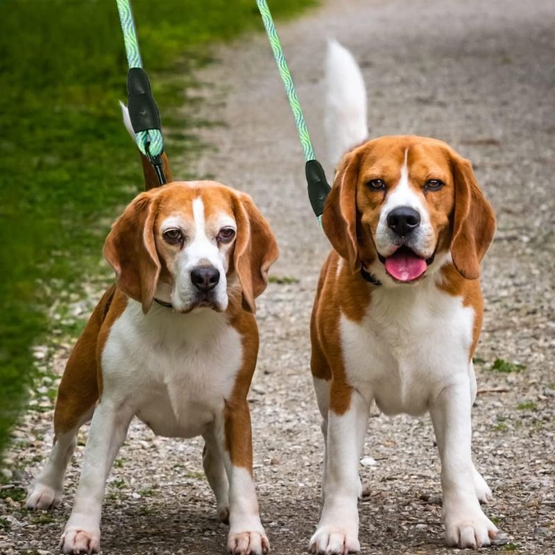 KPYTE Laisse double pour chien
