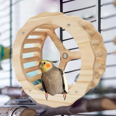 FurryFusion Rueda de ejercicio para loros